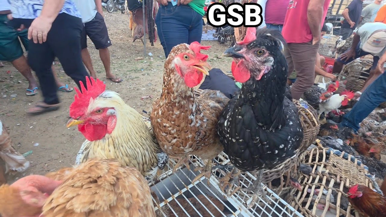 GALINHA SERTANEJA BALÃO NA FEIRA DA VILA JERIMUM TAQUARITINGA DO NORTE-PE 22/02/2026