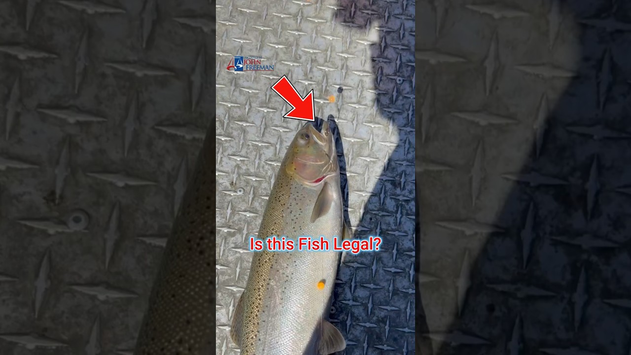 This Fish Might Land You in JAIL! 