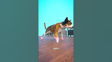 Thumbnail of Don't Declaw Your Cat 😰