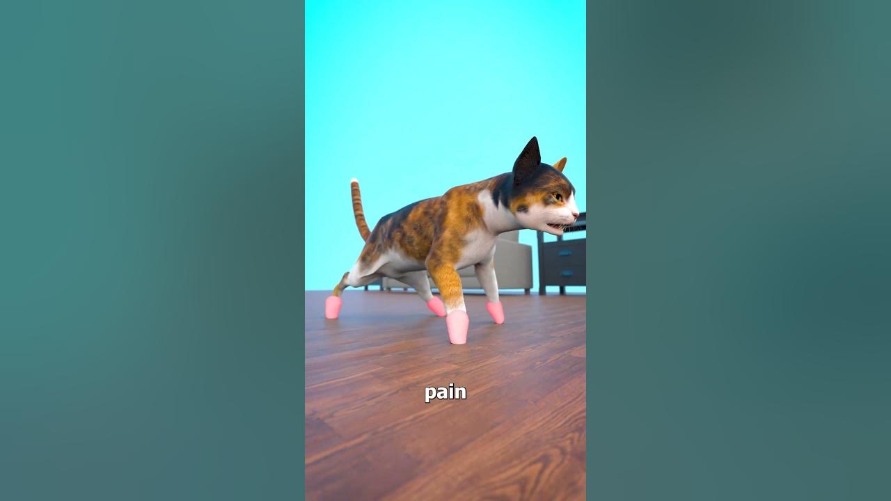 Don't Declaw Your Cat 😰