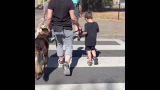 K9 Pack Walk