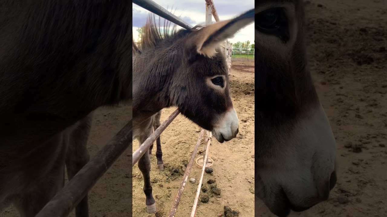 He was a WONKEY DONKEY 