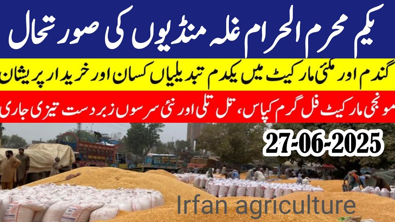 Wheat price in Pakistan/Maize 🌽 price today 2025 |Munji rates 2025 ...