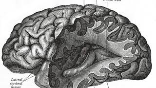 Neurochemist | Wikipedia audio article
