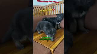 7530043248☎️🐕 german shepherd puppies available