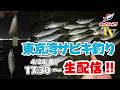 アジが釣りたい！夕まずめの東京湾サビキ釣り【生配信】