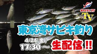 アジが釣りたい！夕まずめの東京湾サビキ釣り【生配信】