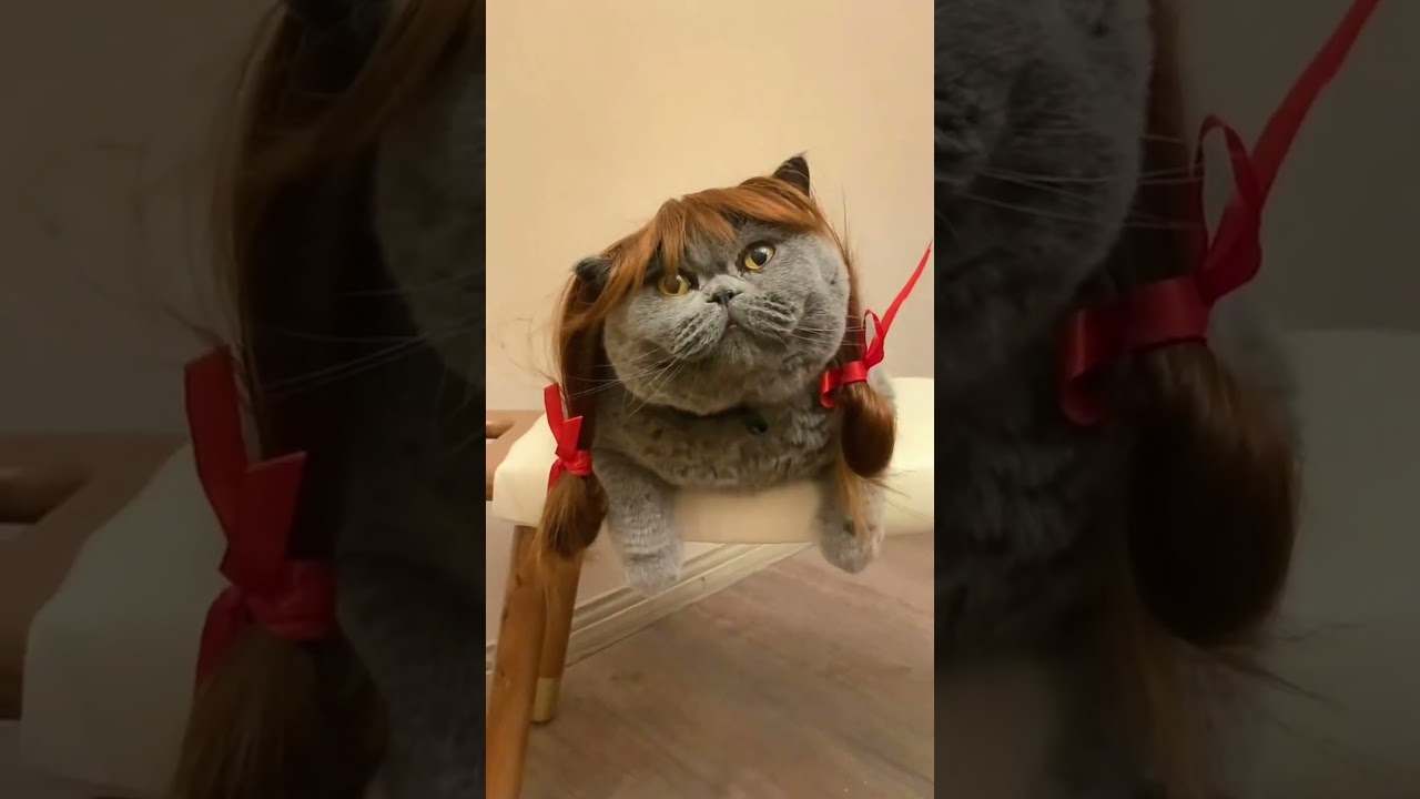 When your dog gets a new hairstyle 😂