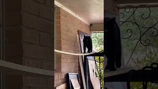 Big Black Cat Walks the Plank   #cat #bigblackcat #blackcatlife