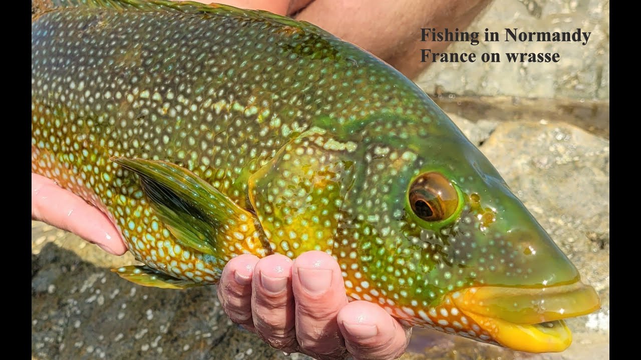 Fishing in Normandy France for wrasse 2022 YouTube