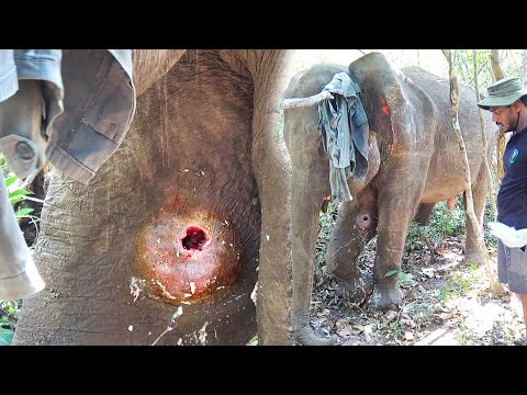 Uploads from Elephant Zone - YouTube