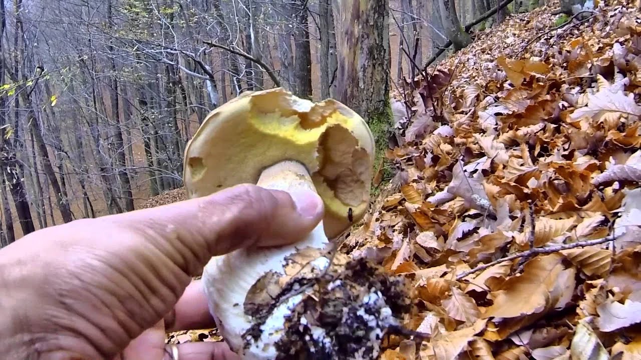 Boletos, Cantarelos tubaeformis