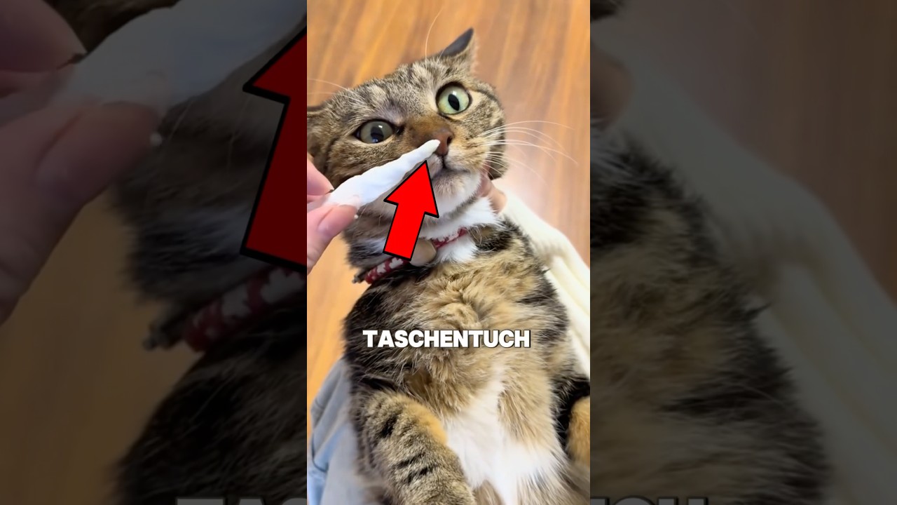 Deswegen kann deine Katze nicht richtig atmen 🤯 