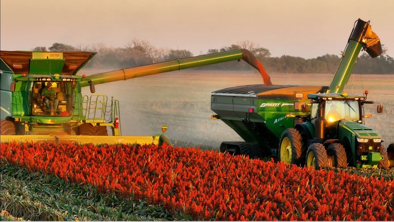 Как американские фермеры собирают и перерабатывают 344 миллиона бушелей сорго 🌾 | Документальный ...