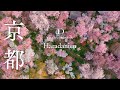 [SAKURA DRONE 4K] 花の楽園「原谷苑 / Haradanien」｜桜ドローンプロジェクト