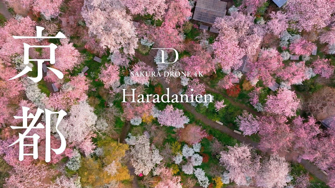 [SAKURA DRONE] ｜花の楽園「原谷苑 / Haradanien」｜桜ドローンプロジェクト 4K