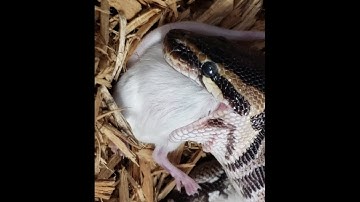 Ball Python LIVE  Mouse Feeding | Journey To Frozen Thawed P1