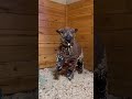 Funny sheep #funnyvideo #funny #pet #fyp #funnysheep #sheep #sheeps #usa tiktok