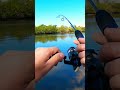 Catching Sheepshead in Tampa Bay #fishing #saltwater #howtocatchfish #outdoors #shorts
