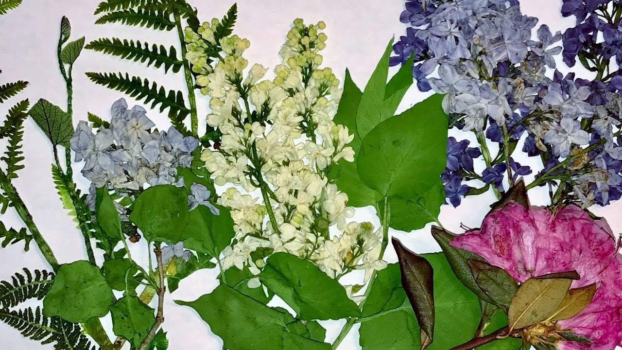 Pressed Flowers Two Minutes in the Microwave YouTube