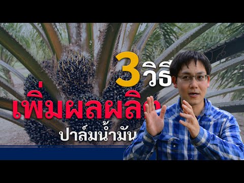 3 วิธีง่ายๆ “เพิ่มผลผลิต” ปาล์มน้ำมัน ให้มากกว่า 4 ตัน/ไร่/ปี