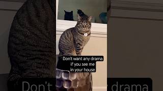 … don’t sneeze 🤣🐱 #catshorts #kittenshorts #viralshorts #cat #kitten