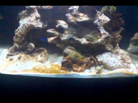 diatom outbreak on biocube