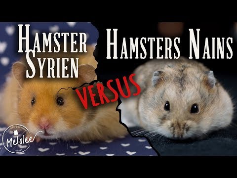Vidéo: Hamsters Syriens : Caractéristiques D'entretien
