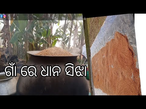 ଗାଁ ରେ ଧାନ ସିଝା।paddy boiling in odisha village - YouTube