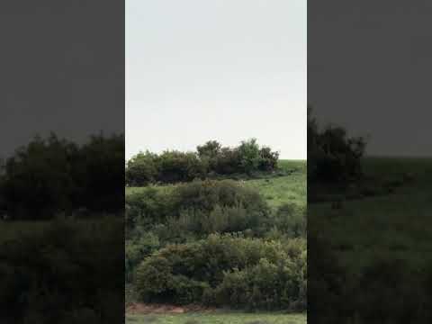Beagle Branko Pezikoglou Michail Team Youtube