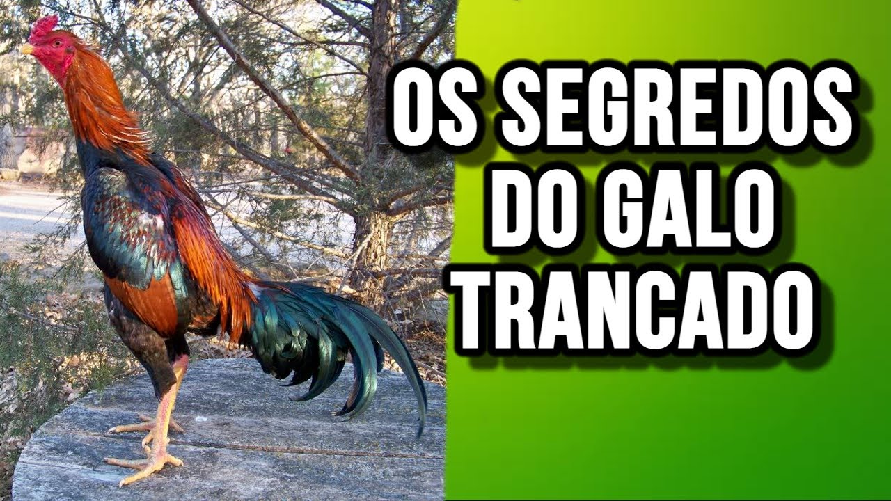 OS PONTOS FORTES E FRACOS DO GALO TRANCADO NAS COSTAS