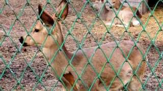 Косуля Маша в челябинском зоопарке