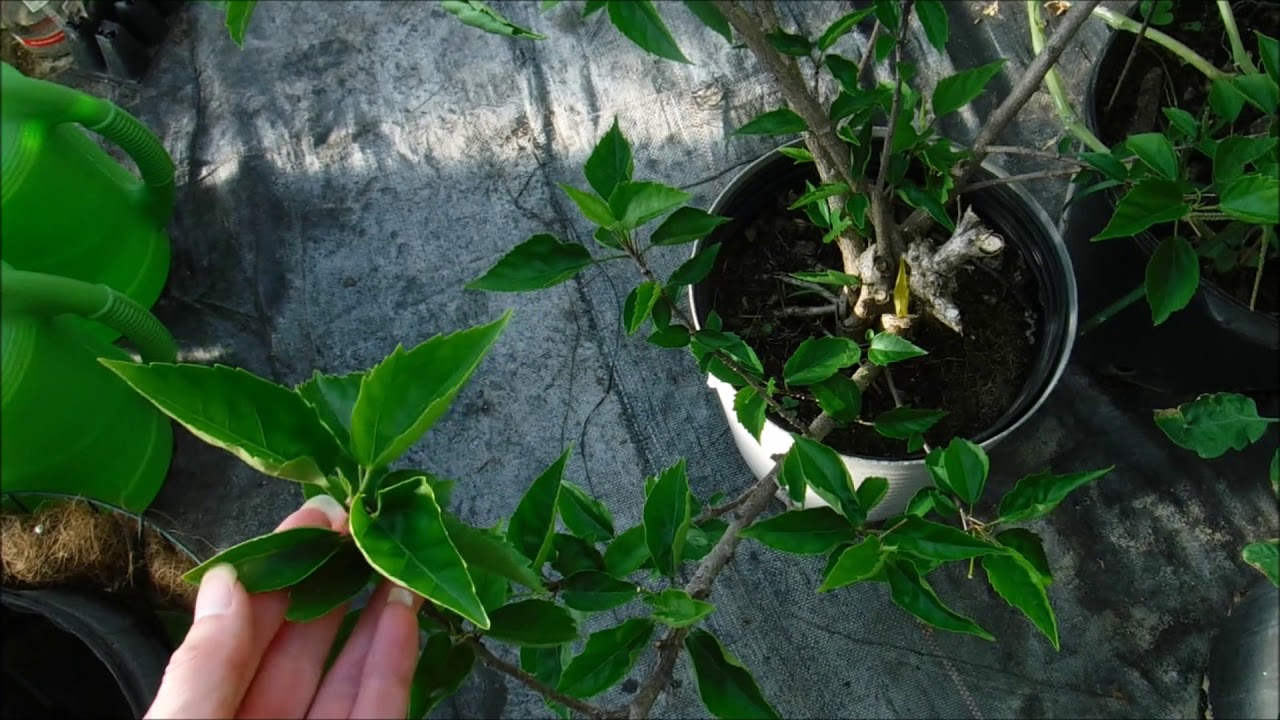 How To Overwinter Tropical Hibiscus Bushes YouTube