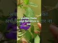 अपराजिता का अर्थ है जिसे कोई हार ना सका🌱🪴|#trending #garden #viral #youtube #nature #plants