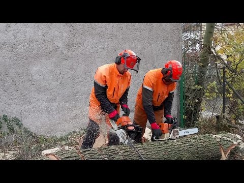 Cutting a tree with two chainsaws Stihl MS 461 - stihl chainsaw