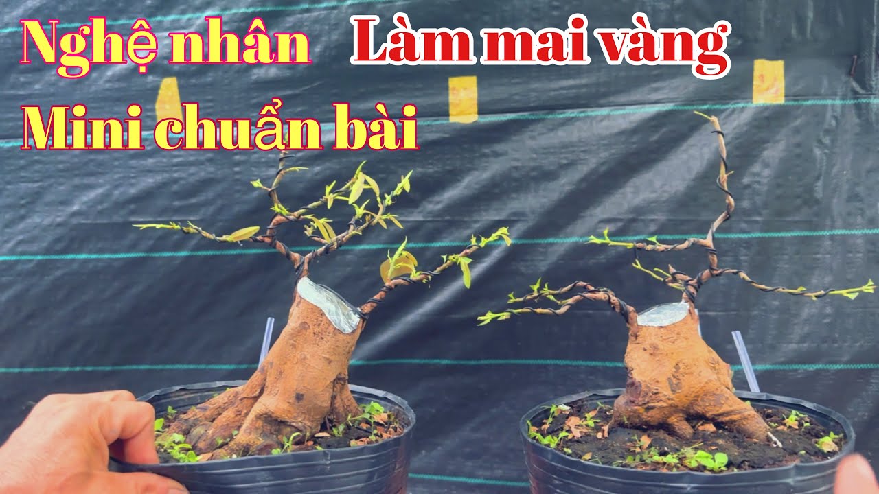 Nghệ nhân làm mai vàng mini chuẩn bài | mai vàng miền nam | ngày 14/6/2025
