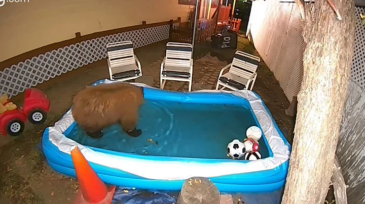 Bear Goes to Pool to Keep Cool || ViralHog