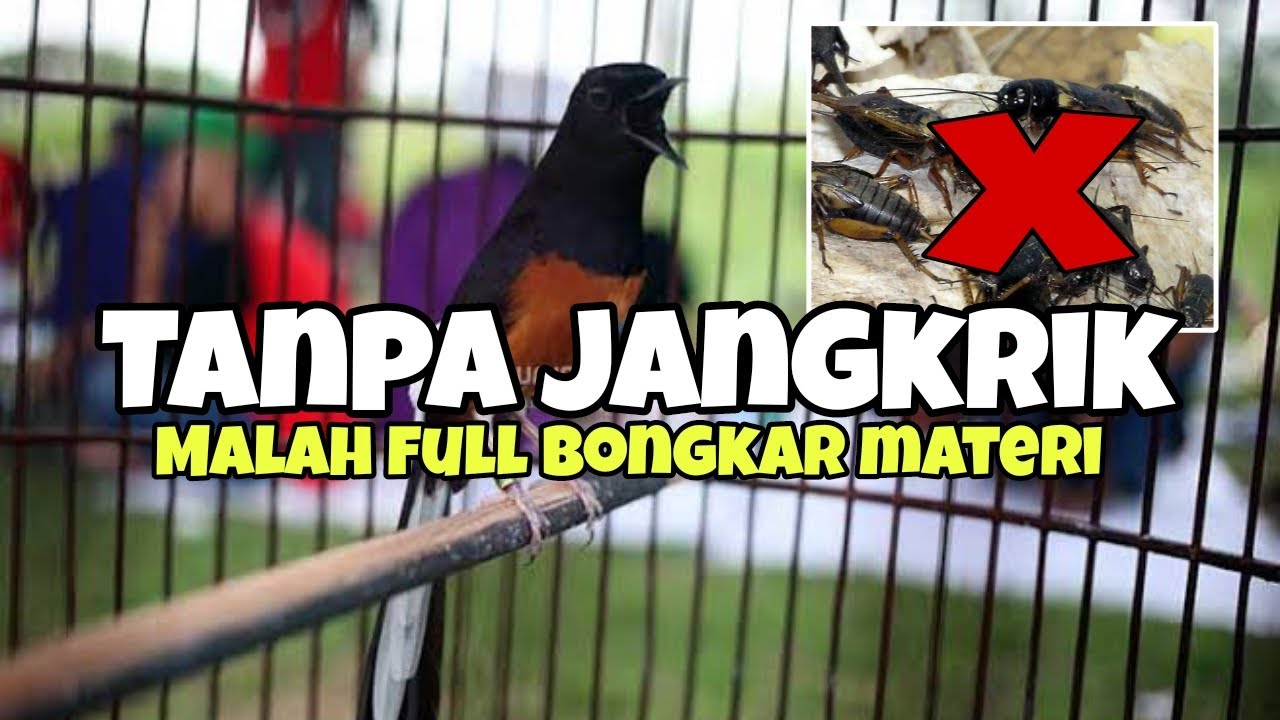 Di kasih jangkrik malah tidak bongkar materi /tidak semua murai batu cocok dengan jangkrik