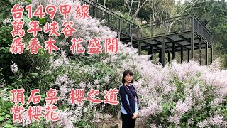149甲線 萬年峽谷麝香木 頂石桌 櫻之道賞櫻花