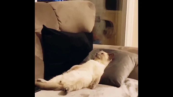 Video 11744441: cats compilation cute funny, cat cute baby, cutest cats