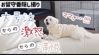 愛犬2匹のお留守番を隠し撮りしたらマルチーズが大号泣からの激怒してしまいました… 【マルチーズポメラニアン】vlog