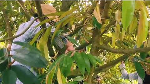 CÓ NÊN TỈA CÀNH, TẠO TÁN CHO SẦU RIÊNG?  CẮT TỈA CÀNH NHƯ THẾ NÀO ĐỂ ĐẠT HIỆU QUẢ MONG MUỐN?