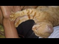 Kucing anti pijat i youtube shorts
