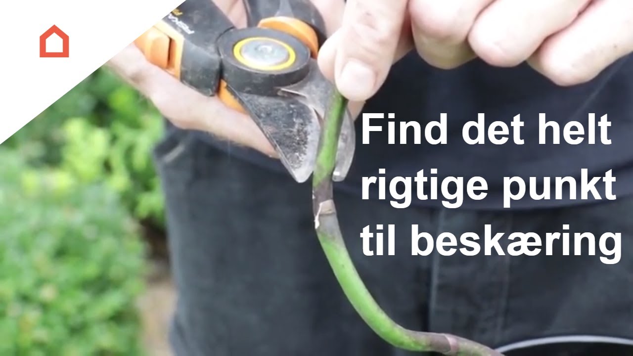 beskæring af orkideer beskæring af orkideer