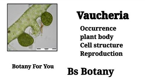 Vaucheria plant | Occurrence plant Body Cell Structure And Reproduction | Botany For You