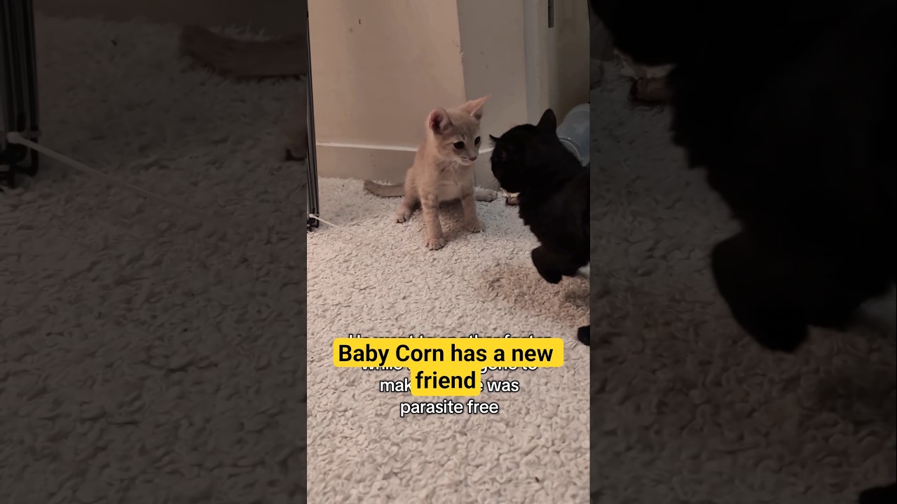 У Беби Корн появился новый друг. 