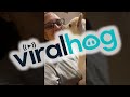 Tiny Goat Kisses Owner ViralHog Tiny Goat Kisses Owner ViralHog