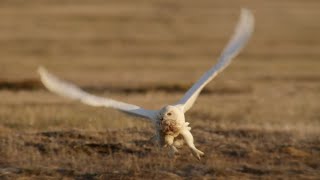 Un cuento de invierno: el viaje de los búhos nivales