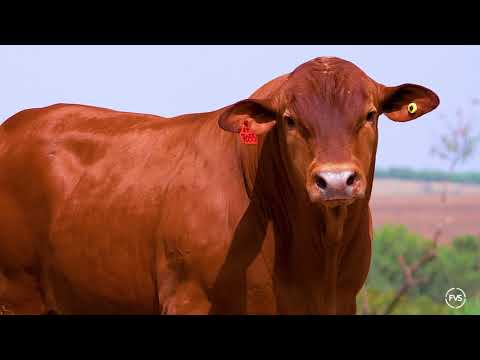 LOTE 22 - ZT 7055