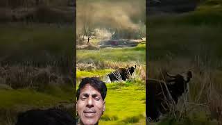 Download Lagu Buffalo Denjerous Fight #animals #shorts MP3